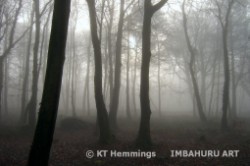 [Foggy December day in Haldon Forest,Devon]