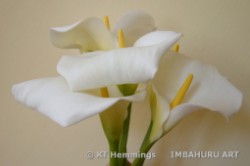 [Four arum lilies]