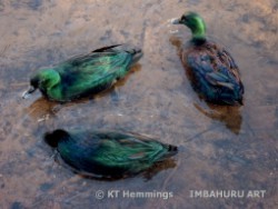 [Green ducks swimming in the brook at Dawlish,Devon,UK.]
