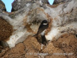 [Housemartin building a nest in Alte, Algarve, Portugal ]