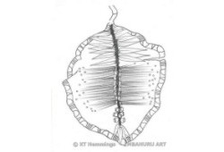 [pencil drawing,pod design, bottle brush plant]