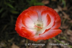[Iceland Poppy at the Eden Project,Cornwall,UK]