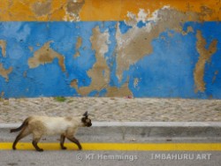 [Siamese cat in the back streets of Loule, Algarve,Portugal]