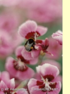 [Bee on pinks at Rosemoor, RHS garden, Devon,UK]