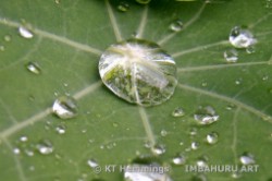 [Raindrops collected in a nasturtium leaf]