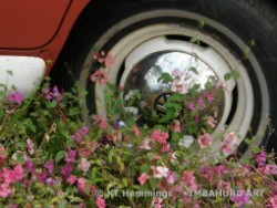 [Volkswagen Combi in the temperate biome at the Eden Project,Cornwall]